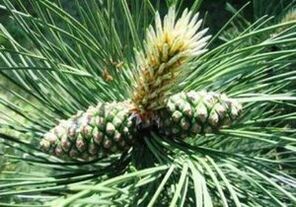 Pin pour nettoyer le corps des parasites