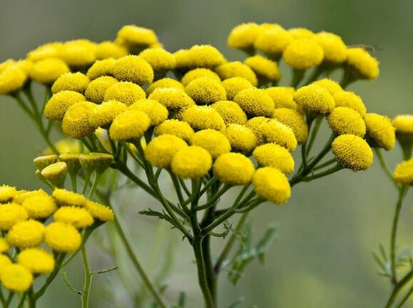 La tanaisie un remède contre les parasites