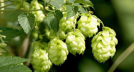 le houblon, un remède contre les parasites
