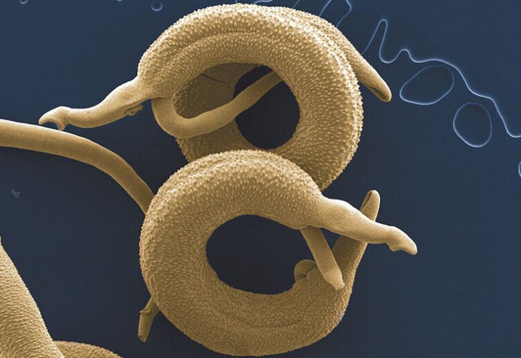 parasites qui vivent dans le corps humain